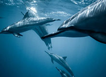 Kaiyun Sports-开云体育-奥布拉克：德比与争冠无关 已经研究过拉莫斯点球